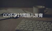 ​​怀孕19周胎儿发育情况都有什么